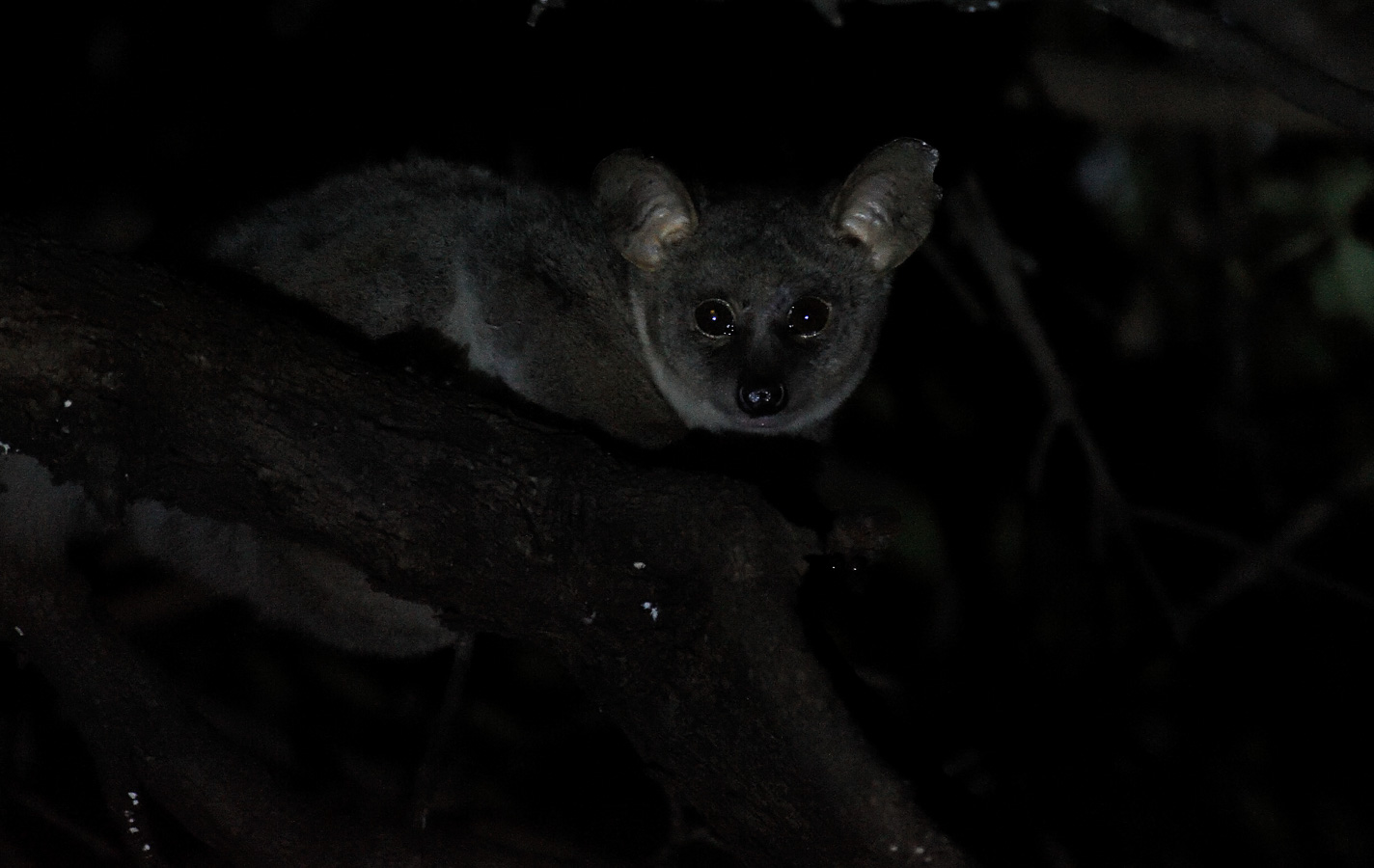 Otolemur crassicaudatus [550 mm, 1/30 Sek. bei f / 6.3, ISO 8000]